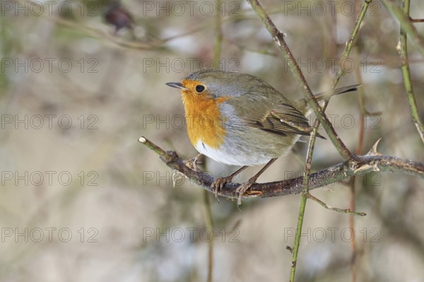 Robin (Erithacus rubecula), on a twig in the branches of a dog rose (Rosa canina), Wilnsdorf, North Rhine-Westphalia, Germany
