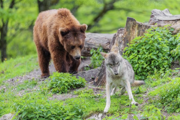 Situation awareness is crucial! A Eurasian gray wolf (Canis lupus lupus) is surprised by a European brown bear (Ursus arctos arctos) approaching from behind in a green meadow on a hill