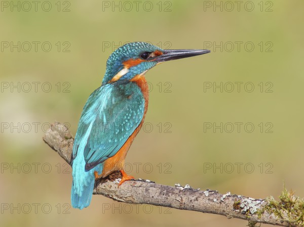 Kingfisher (Alcedo atthis), male sitting on a branch, wildlife, nature photography, waterfowl, Siegerland, North Rhine-Westphalia, Germany