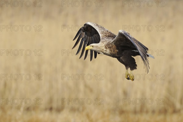 Impressive bird of prey... White-tailed eagle (Haliaeetus albicilla), adult, colourful, powerful eagle in impressive flapping flight, largest native eagle in flapping flight over reeds, adult bird in an environment typical for the species, native nature, Mecklenburg-Western Pomerania, Germany, Western Europe