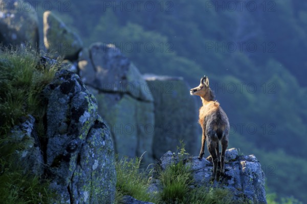 A chamois stands on a boulder and looks at the surroundings in the evening light, chamois, chamois, (Rupicapra rupicaprae), wildlife, Vosges, France