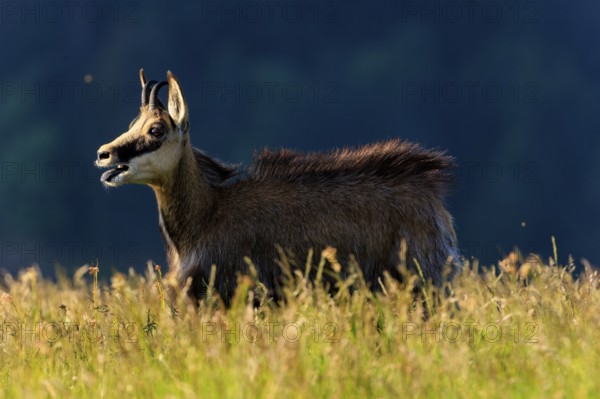 Chamois in tall grass with dark background under blue sky, chamois, chamois, (Rupicapra rupicaprae), wildlife, Vosges, France