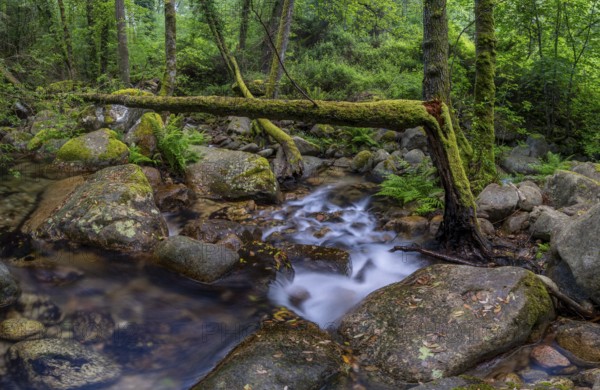 Stream, Parc Régional Naturel Corse, Corsica, France