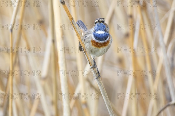 Bluethroat (Luscinia svecica cyanecula) ml Germany