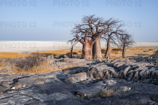 African baobab or baobab tree (Adansonia digitata), arid landscape, Kubu Island (Lekubu), Sowa Pan, Makgadikgadi salt pans, Botswana