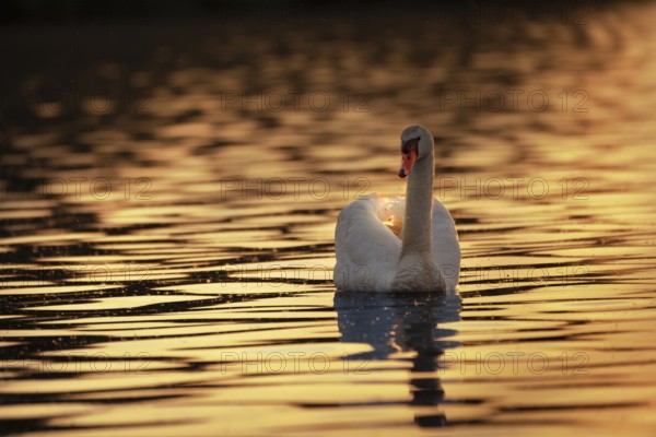 A Mute Swan (Cygnus olor) swims on the Steinhuder Meer in the golden evening light, animal photo, bird, bird species, nature photo, wildlife, fauna, Hagenburg, Lower Saxony, Germany