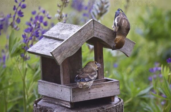 Hawfinch (Coccothraustes coccothraustes) Chicks at the birdhouse