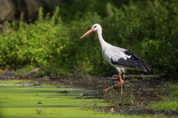 White stork (Ciconia ciconia) beside a little lake, Hesse, Germany