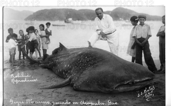 Whale shark (Rhincodon typus), approx. 6 metres long, onlookers pose next to the shark. The picture clearly shows the relationship between humans and the animal, which is characterised by superiority over the shark. Acapulco de Juárez, Mexico, 1925