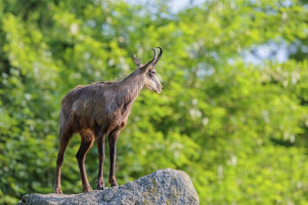 An adult female chamois (Rupicapra rupicapra) stands on a rock in beautiful light. A forest can be seen in the background.. Tyrol, Austria