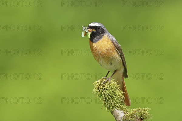 Redstart (Phoenicurus phoenicurus), male with caterpillars in beak on mossy branch, songbird, wildlife, Wilnsdorf, North Rhine-Westphalia, Germany