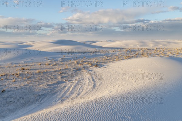 Desert grasses in flatter areas of the White Sands National Park in Alamogordo, New Mexico, USA