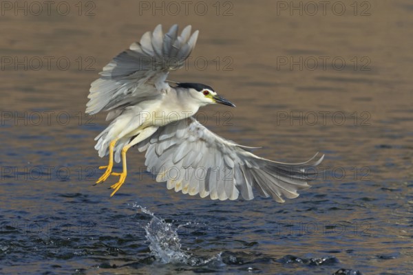 Nachtreiher, Black-crowned Night Heron, Night Heron, Black-crowned Night-Heron, Nycticorax nycticorax, Bihoreau gris, Héron bihoreau, Martinete Común