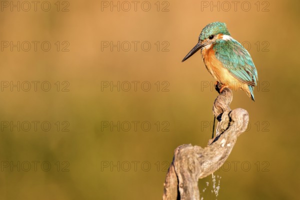 Common Kingfisher (Alcedo atthis) perched on a branch, Andalusia, Spain