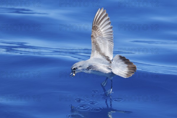 Fairy Prion (Pachyptila turtur) flying, Victoria, Australia