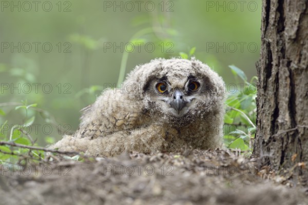 Eurasian Eagle-Owl (Bubo bubo) juvenile, North Rhine-Westphalia, Germany