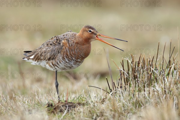 Black-tailed Godwit (Limosa limosa) calling, Texel, Netherlands