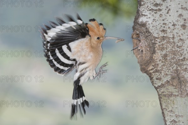 Eurasian Hoopoe (Upupa epops) feeding chick in nest hole, Aosta Valley, Italy