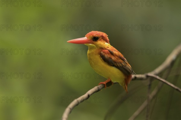 Oriental Dwarf Kingfisher (Ceyx erithaca) perched on a branch, Selangor, Malaysia