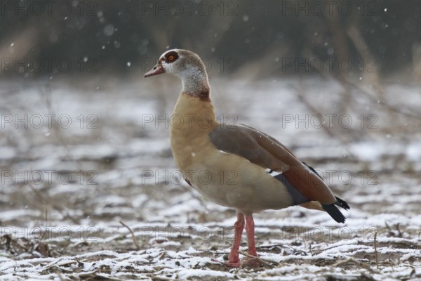 Egyptian Goose (Alopochen aegyptiaca), North Rhine-Westphalia, Germany