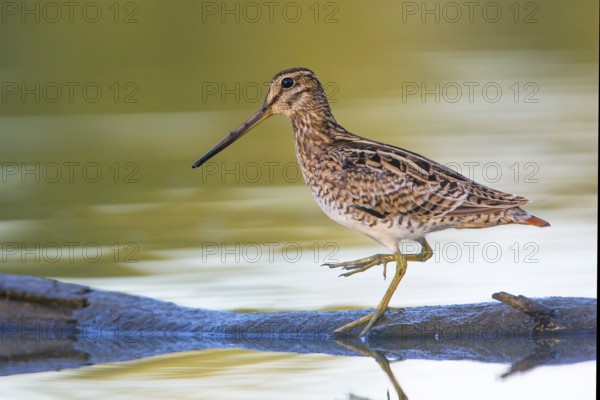Latham's Snipe (Gallinago hardwickii) foraging, Victoria, Australia