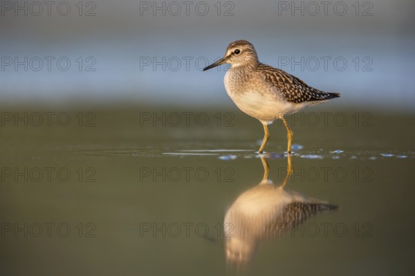 Wood Sandpiper (Tringa glareola) foraging, Poland