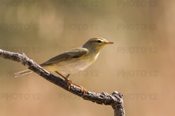 Common Chiffchaff (Phylloscopus collybita) perched on a branch, Andalusia, Spain