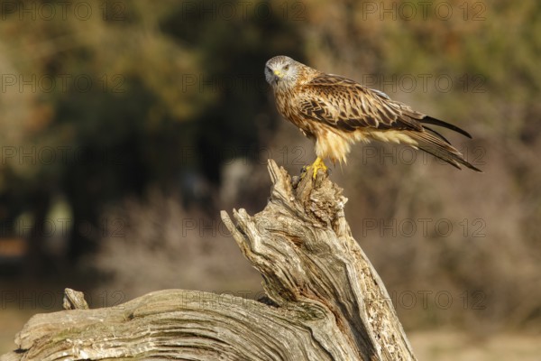 Red Kite (Milvus milvus), perched on a branch, Catile and Leon, Spain