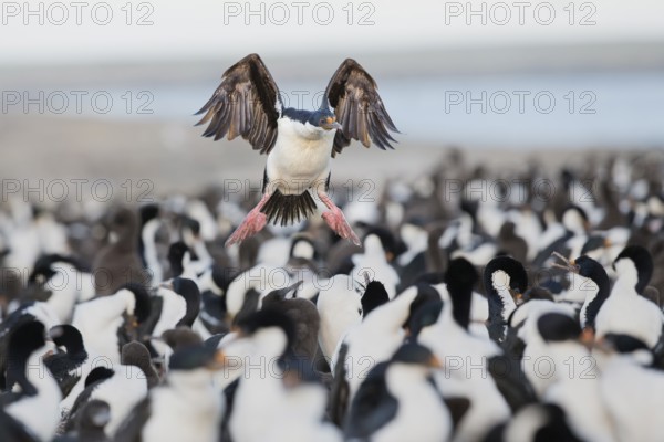 Imperial Shag (Leucocarbo atriceps) flying, Bleaker Island, Falkland Islands