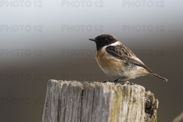 European Stonechat (Saxicola rubicola) male perched on a pale, Mecklenburg-Western Pomerania, Germany