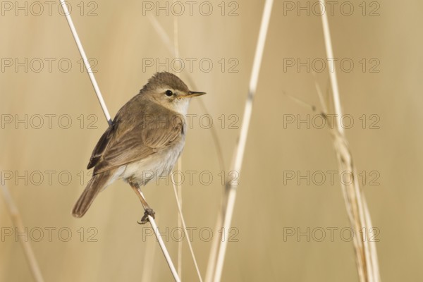 Booted Warbler - Buschspötter - Iduna caligata, Kazakhstan