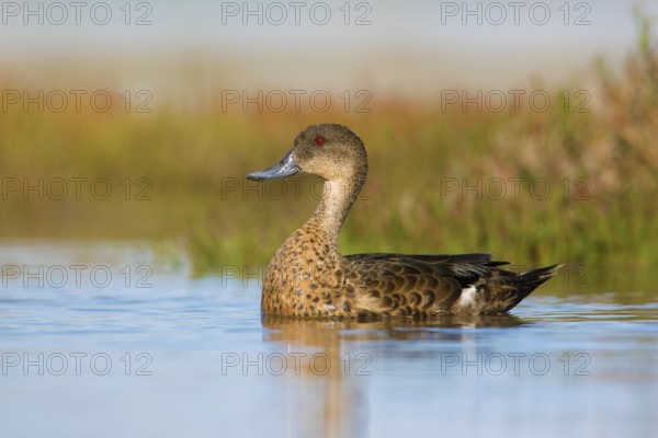 Chestnut Teal (Anas castanea) young male, Victoria, Australia