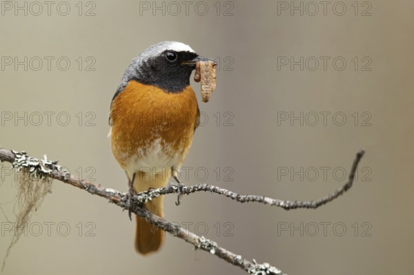 Common Redstart (Phoenicurus phoenicurus) male perched on a branch with food in its beak, Dalarna, Sweden