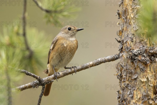 Common Redstart (Phoenicurus phoenicurus) female perched on a branch, Dalarna, Sweden