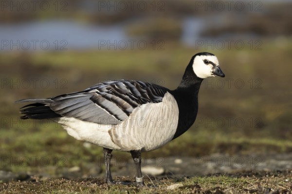 Barnacle Goose (Branta leucopsis), Smaland, Sweden