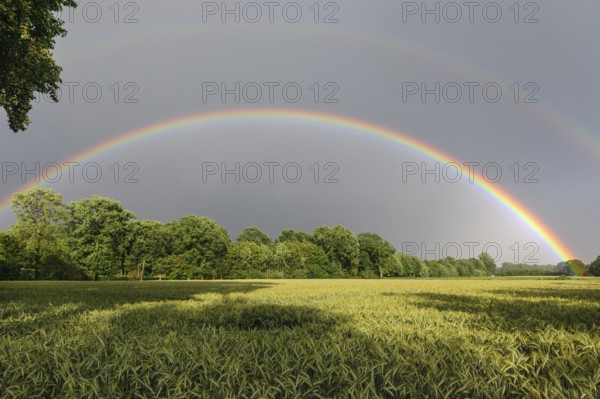 Intense double rainbow over cereal fields in summer, Germany