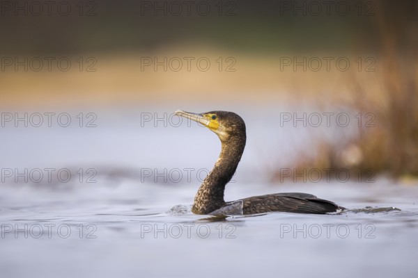 Great Cormorant (Phalacrocorax carbo), North Rhine-Westphalia, Germany