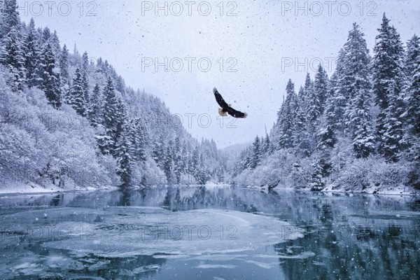 Bald Eagle (Haliaeetus leucocephalus) flying, Alaska, USA