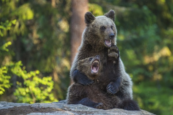 Eurasian Brown Bear (Ursus arctos) two fighting in forest, Finland