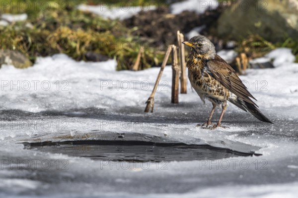 Fieldfare (Turdus pilaris) on an icehole, Mecklenburg-Western Pomerania, Germany