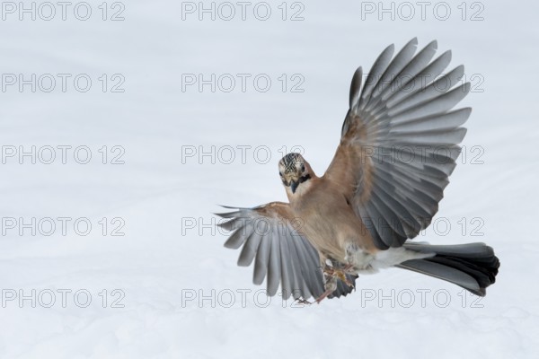 Eurasian Jay (Garrulus glandarius) flying, Lower Saxony, Germany