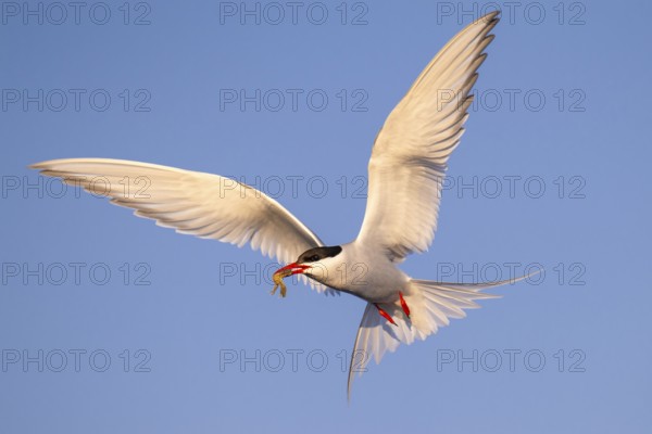 Arctic Tern (Sterna paradisaea) flying, Schleswig-Holstein, Germany