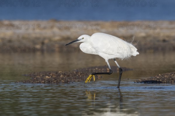 Little Egret (Egretta garzetta) foraging, Eilat, Israel