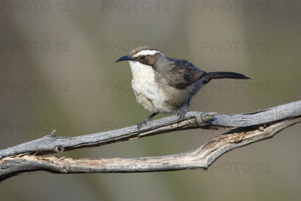 White-browed Babbler (Pomatostomus superciliosus) perched on a branch, Victoria, Australia