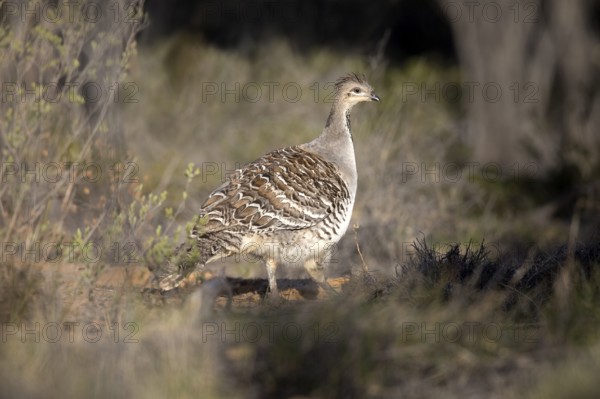 Malleefowl (Leipoa ocellata), Victoria, Australia