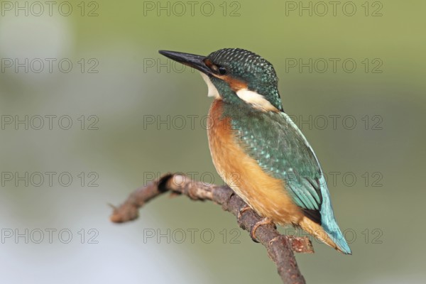 Common Kingfisher (Alcedo atthis) juvenile, Baden-Wuerttemberg, Germany