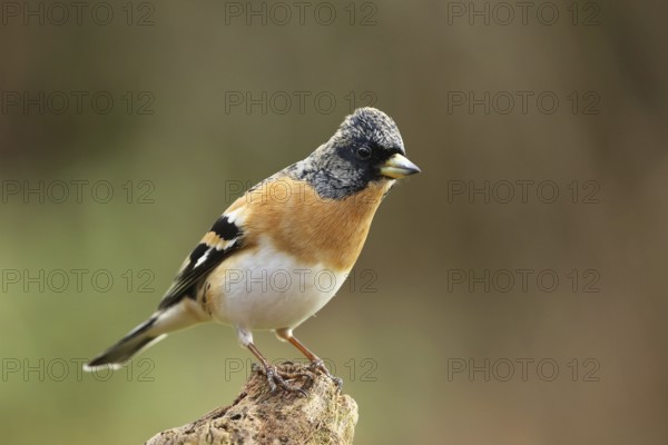 Brambling (Fringilla montifringilla) male, Lower Saxony, Germany