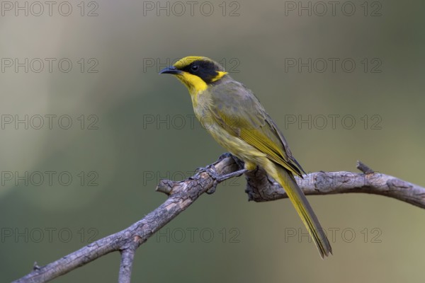 Yellow-tufted Honeyeater (Lichenostomus melanops), Victoria, Australia