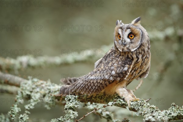 Long-eared Owl sitting on branch in fallen larch forest during autumn. Owl in nature wood nature habitat. Bird sitting on the tree, long ears. Owl hunting, Sweden wildlife Green lichen Hypogymnia physodes
