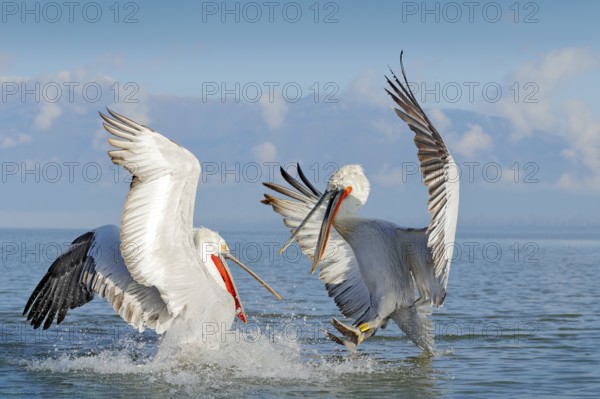 Dalmatian pelican, Pelecanus crispus, landing in Lake Kerkini, Greece. Pelican with open wings. Wildlife scene from European nature. Bird landing to the blue lake water. Bird fly